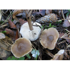 Мицелий Коллибии каштановой / Денежка каштановая (Rhodocollybia butyracea)